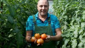 В агрокомплексе «Сунжа» собрали первый крупный урожай томатов